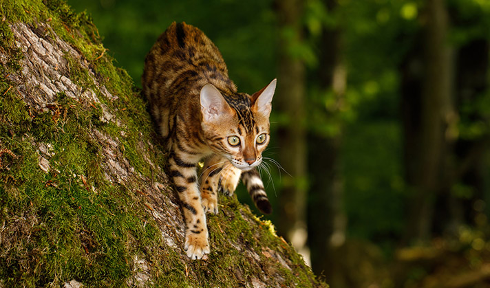 Getreidefreier Snack für Katzen mit Geflügel und Kurkuma