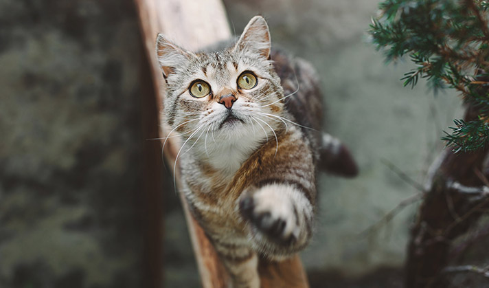 Getreidefreier Snack für Katzen mit Forelle und Blaubeeren