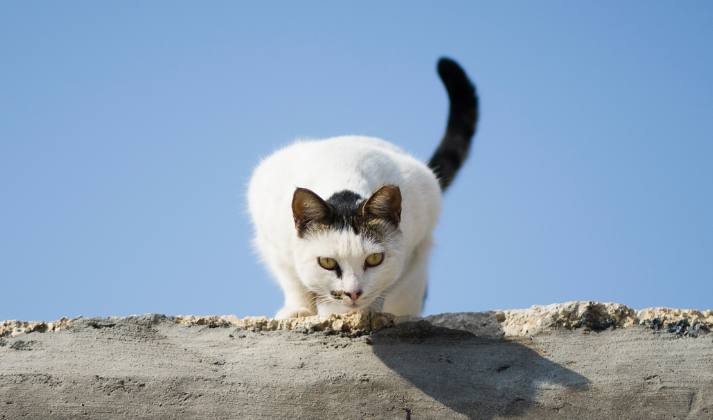 Für sterilisierte Katzen reich an frischem Rind